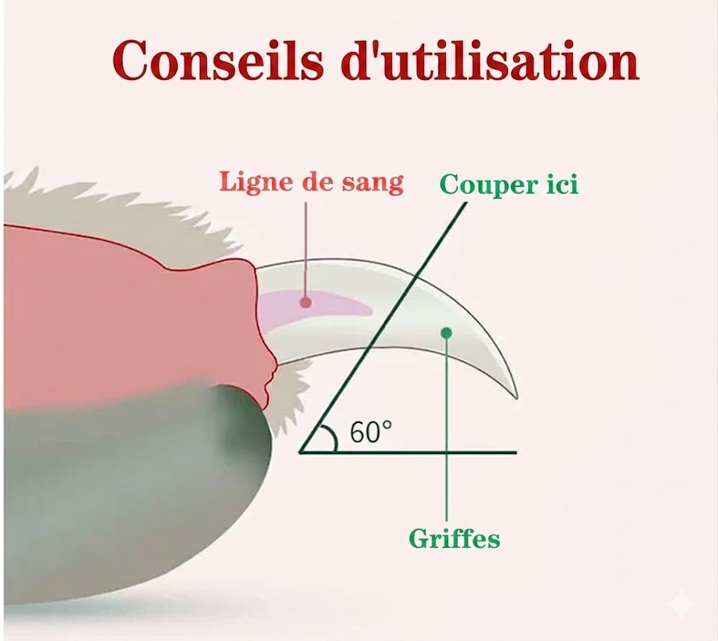 🆙Coupe-Griffes Sécurisé à LED pour Animaux